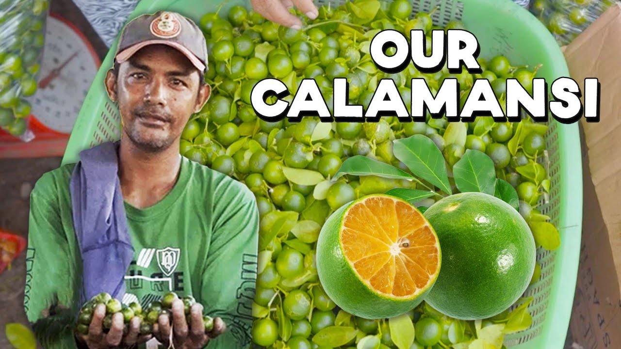 Why is the Filipino Calamansi Being Left Behind